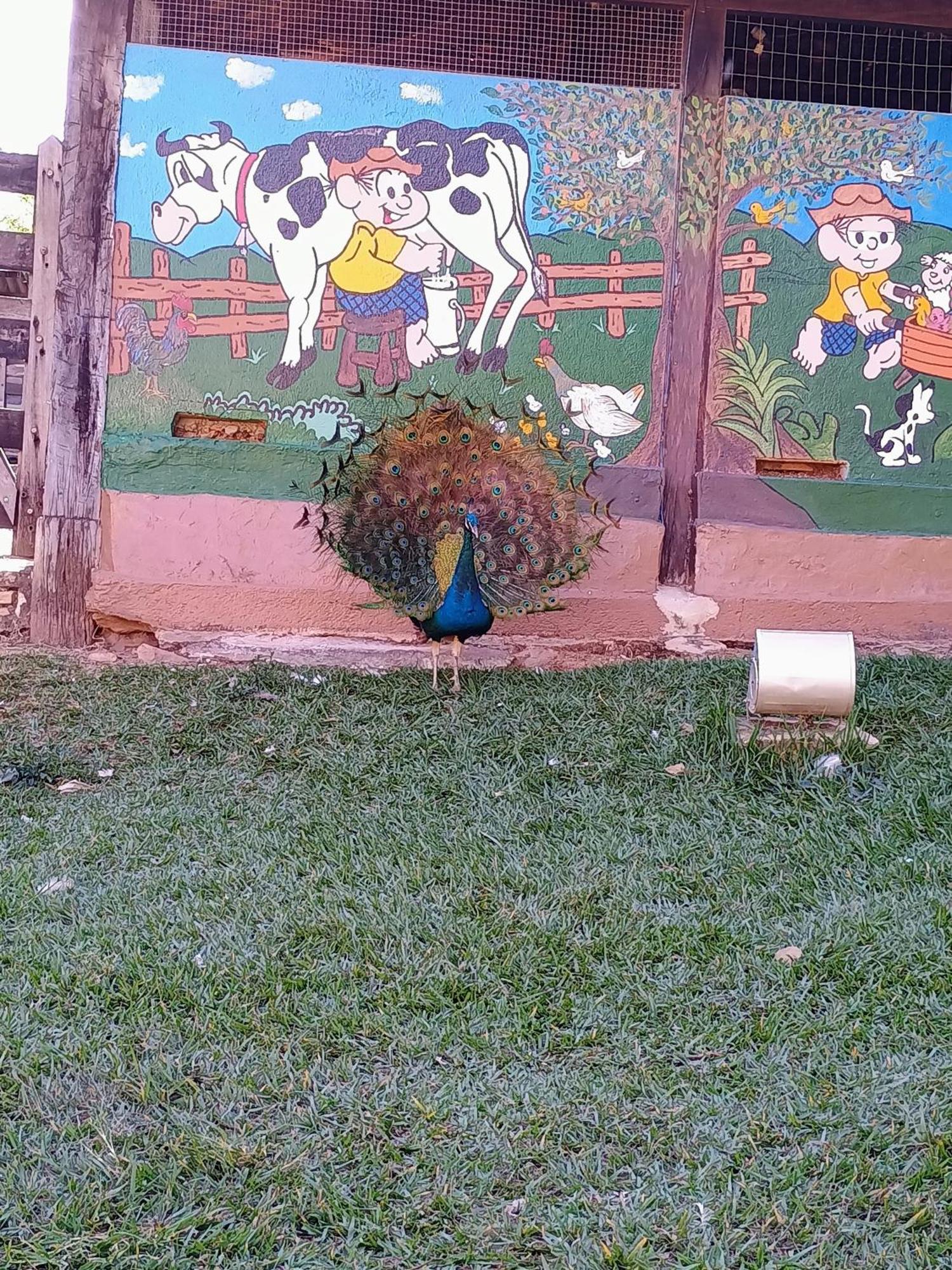 Águas Vivas Hotel Fazenda Pirenópolis Buitenkant foto